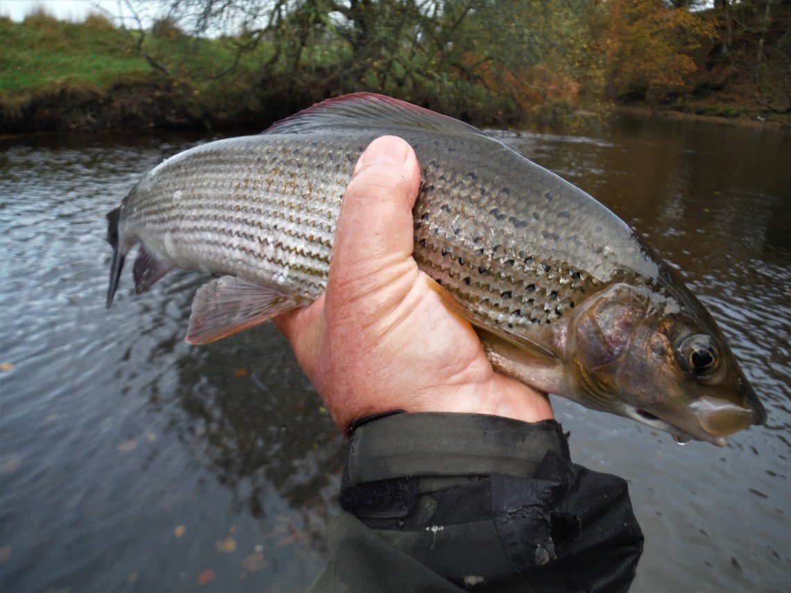 Upper Irfon grayling